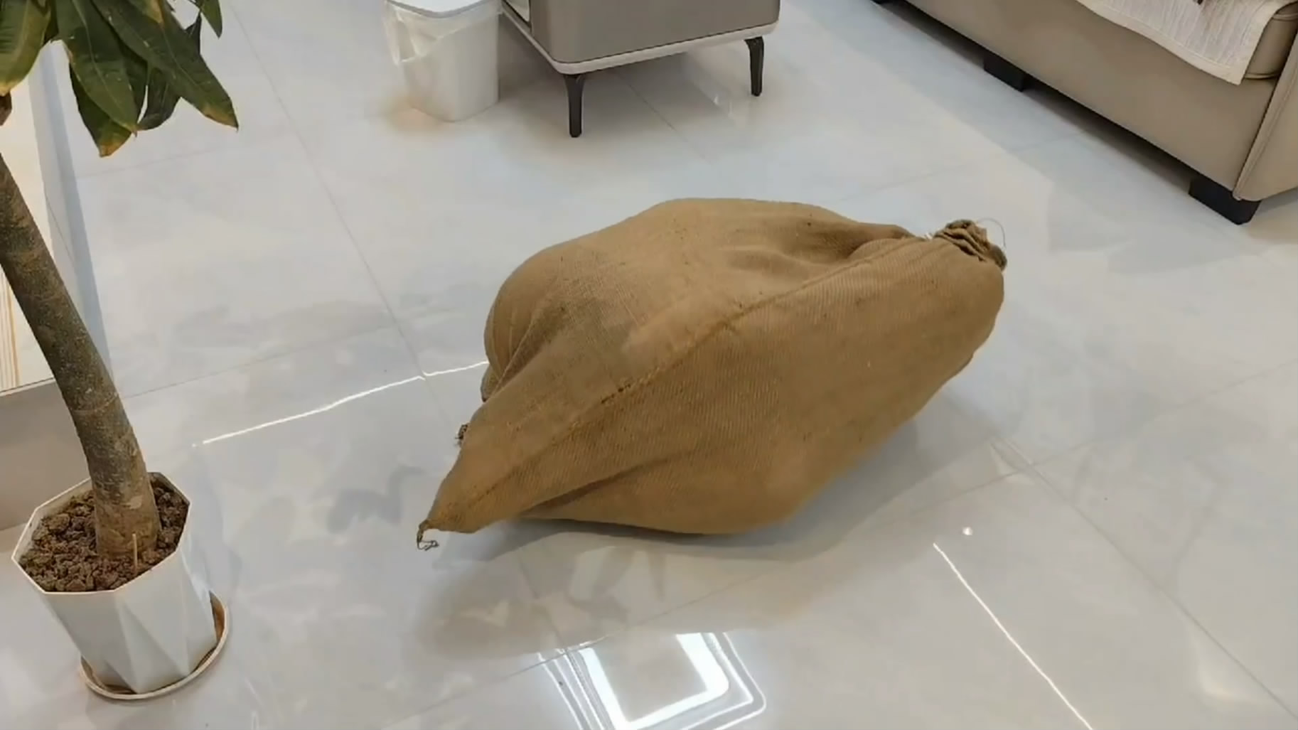 岁月如歌 直播女网红挑战捆绑装麻袋逃脱-逍遥自在